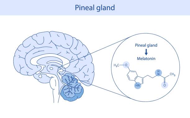 Melatonin production cycle and pineal gland response