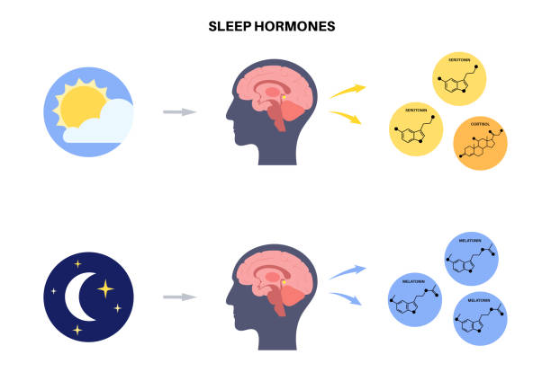Connections between sleep hormones metabolism and immunity